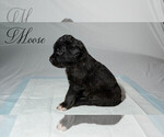 Small Photo #10 Border Collie-Goldendoodle Mix Puppy For Sale in BLUE RIDGE, GA, USA