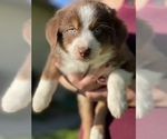 Small Photo #8 Australian Shepherd Puppy For Sale in VACAVILLE, CA, USA