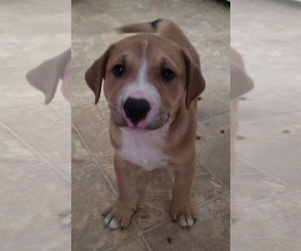 Medium Photo #1 Labrador Retriever-Unknown Mix Puppy For Sale in Alexander, AR, USA