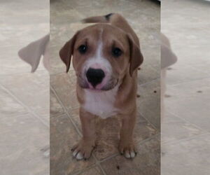 Labrador Retriever-Unknown Mix Dogs for adoption in Alexander, AR, USA