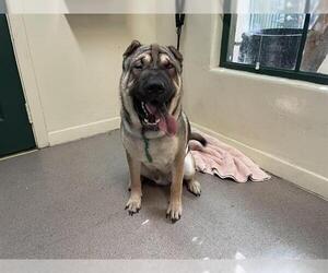 Medium Chinese Shar-Pei