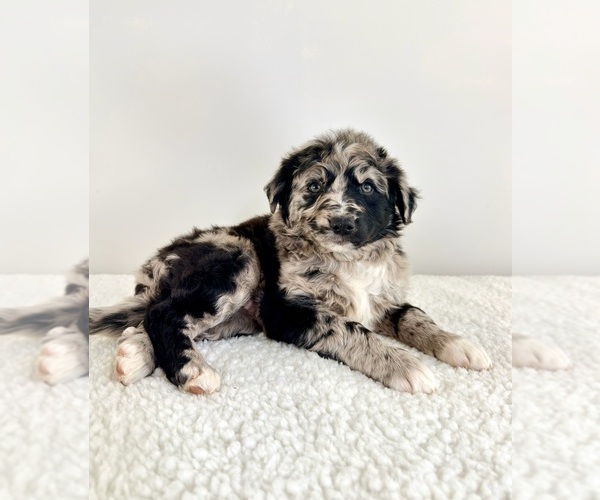 Medium Photo #2 Aussiedoodle Puppy For Sale in GREENFIELD, IN, USA
