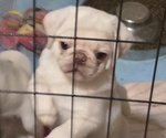 Small #3 Pug