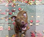 Small #19 Bullboxer Pit