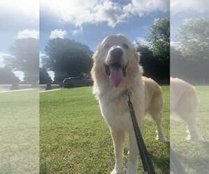 Great Pyrenees Dogs for adoption in Dallas, TX, USA