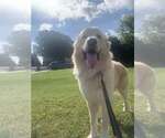 Small Great Pyrenees