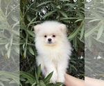 Puppy Dembele Pomeranian