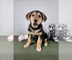 Golden Shepherd Puppy for sale in FRANKLIN, IN, USA