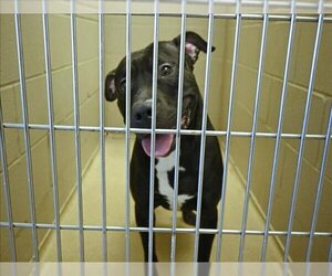 American Pit Bull Terrier Dogs for adoption in Decatur, IL, USA