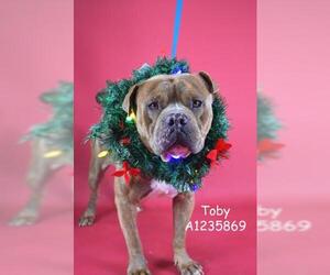 Mutt Dogs for adoption in Bakersfield, CA, USA