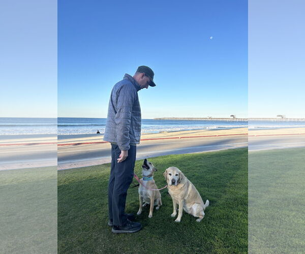 Medium Photo #10 Labrador Retriever-Unknown Mix Puppy For Sale in San Diego, CA, USA