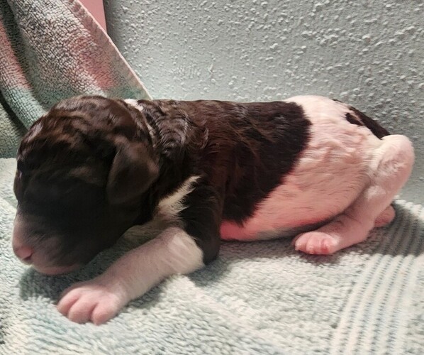 Medium Photo #31 Poodle (Standard) Puppy For Sale in CLAYTON, WA, USA