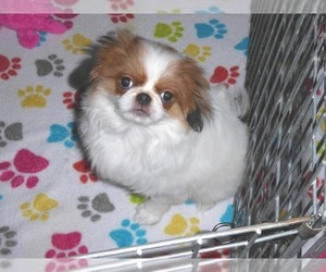Japanese Chin Puppy for sale in ORO VALLEY, AZ, USA