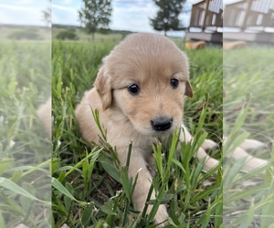 Golden Retriever Puppy for sale in FRANKTOWN, CO, USA