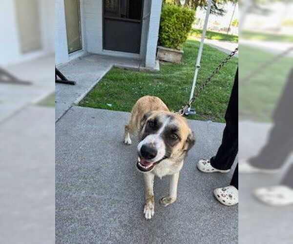 Medium Photo #1 German Shepherd Dog Puppy For Sale in Stockton, CA, USA