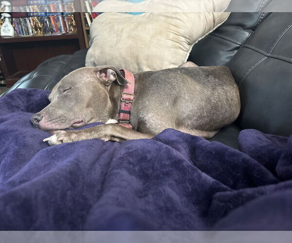 Medium Photo #6 Mutt Puppy For Sale in Orlando, FL, USA