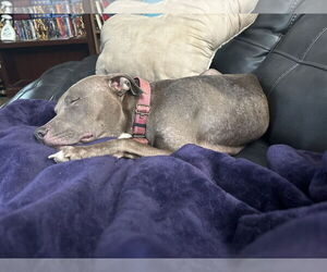 Penny (Penelope) - Female Mutt Dog for Adoption - Photo #6