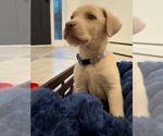 Puppy Puppy 1 Labrador Retriever