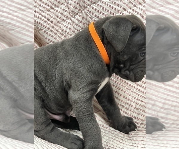 Medium Photo #3 Cane Corso Puppy For Sale in WAGONER, OK, USA
