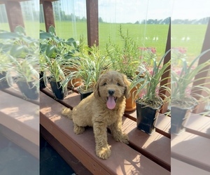 Goldendoodle (Miniature) Dog for Adoption in MELBER, Kentucky USA