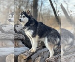 Small Photo #18 Alaskan Klee Kai-Pomsky Mix Puppy For Sale in STAPLES, MN, USA