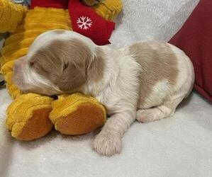 Cavapoo Puppy for sale in HICKORY, NC, USA