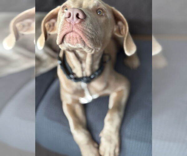 Medium Photo #4 Labrador Retriever-Unknown Mix Puppy For Sale in New London, WI, USA