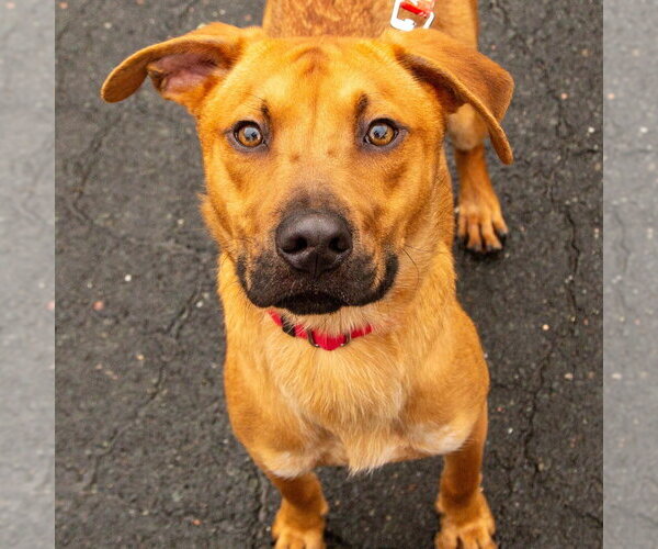 Medium Photo #12 Mutt Puppy For Sale in Canton, CT, USA