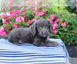 Cocker Spaniel-Poodle (Miniature) Mix Puppy for sale in SHILOH, OH, USA