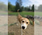 Small Photo #4 Retriever -Unknown Mix Puppy For Sale in Aurora, IN, USA