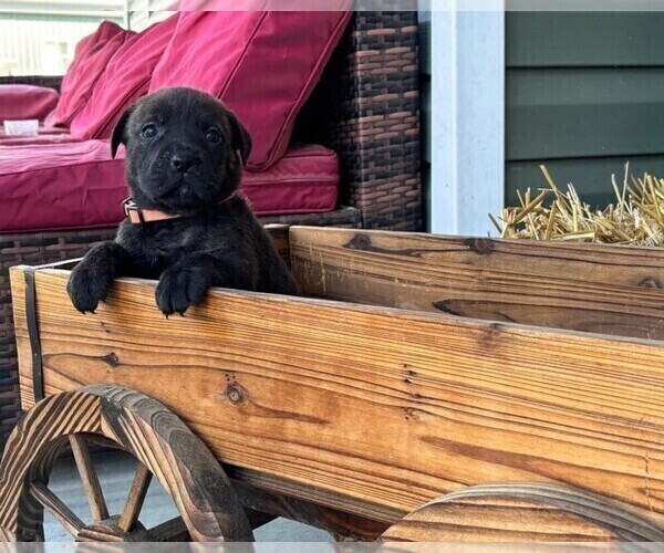 Medium Photo #22 Rotticorso Puppy For Sale in REEVESVILLE, SC, USA