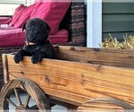 Small Photo #22 Rotticorso Puppy For Sale in REEVESVILLE, SC, USA