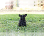 Small Photo #7 Morkie Puppy For Sale in WARSAW, IN, USA