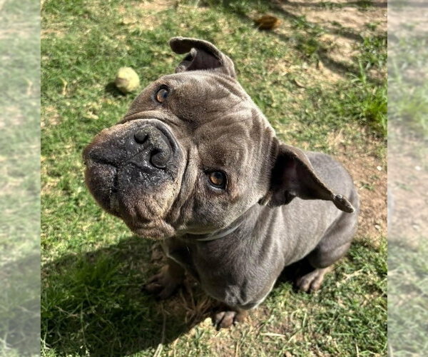 Medium Photo #1 American Staffordshire Terrier-Bulldog Mix Puppy For Sale in Lakewood, CO, USA