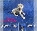 Puppy Magenta Cane Corso-Great Dane Mix