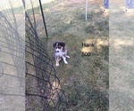 Small Photo #21 Australian Shepherd Puppy For Sale in GILMER, TX, USA