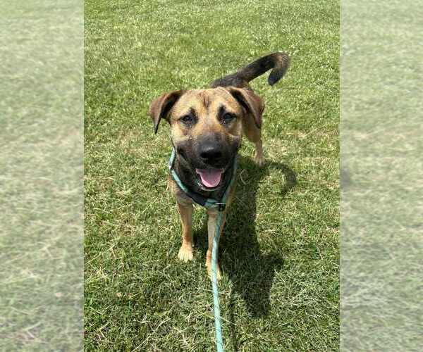 Medium Photo #1 Labrador Retriever-Unknown Mix Puppy For Sale in Evansville, IN, USA