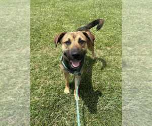 Labrador Retriever-Unknown Mix Dogs for adoption in Evansville, IN, USA