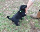 Small Photo #3 German Shepherd Dog Puppy For Sale in MORRISVILLE, MO, USA