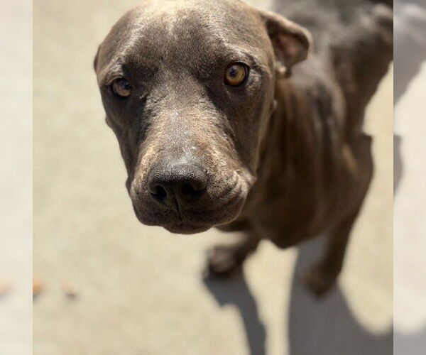 Medium Photo #2 Mutt Puppy For Sale in Tulsa, OK, USA