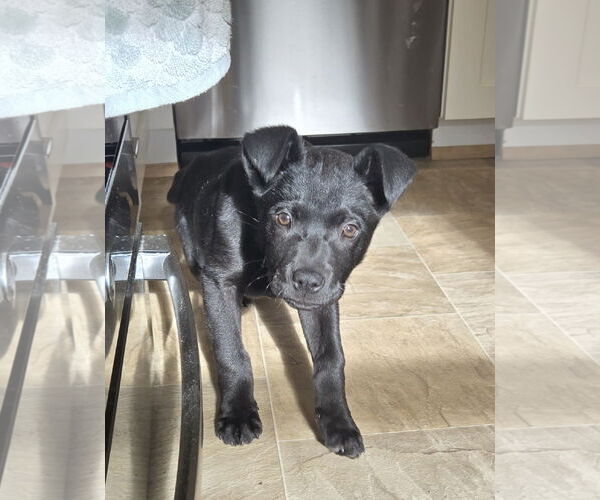 Medium Photo #3 Labrador Retriever-Unknown Mix Puppy For Sale in Bellevue, WA, USA