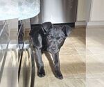 Small #2 Labrador Retriever Mix