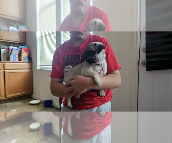 Medium Photo #9 Pug Puppy For Sale in DENTON, TX, USA