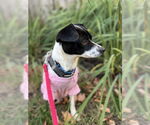 Small #4 Rat Terrier