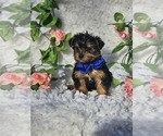 Small #1 Yorkshire Terrier