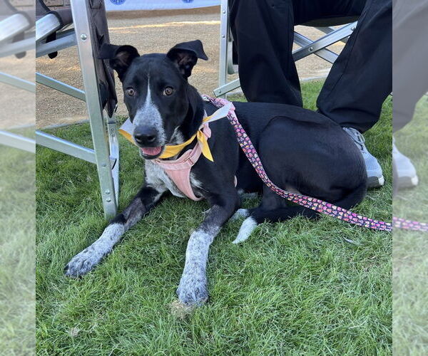 Medium Photo #1 Pointer-Unknown Mix Puppy For Sale in Oceanside, CA, USA