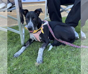 Pointer-Unknown Mix Dogs for adoption in Oceanside, CA, USA