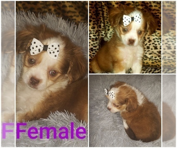 Medium Photo #1 ShiChi Puppy For Sale in OTTAWA, OH, USA