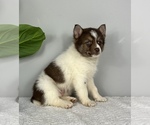 Small Photo #8 Pomsky Puppy For Sale in FRANKLIN, IN, USA