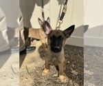Puppy RED German Malinois